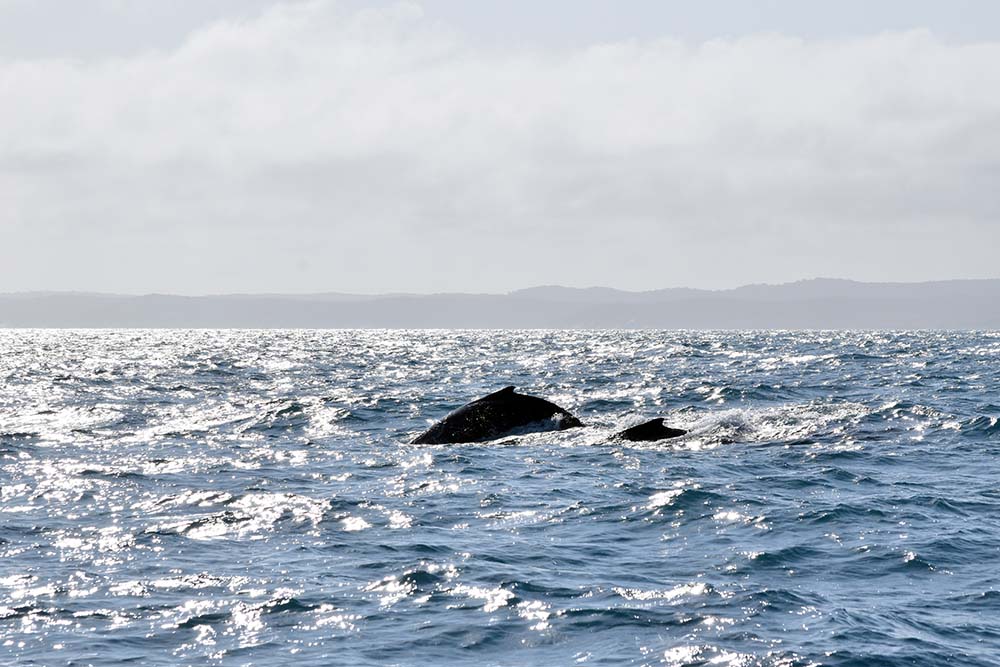 Whale Watching in Hervey Bay, Queensland, Australien 