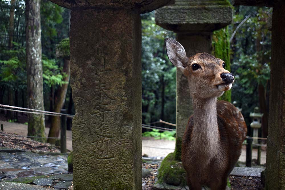 Rehe beobachten in Nara | Meine Tipps für euren Besuch