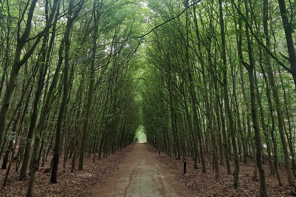 Reisetagebuch: Ein Wochenende im Naturpark Veluwe | Niederlande
